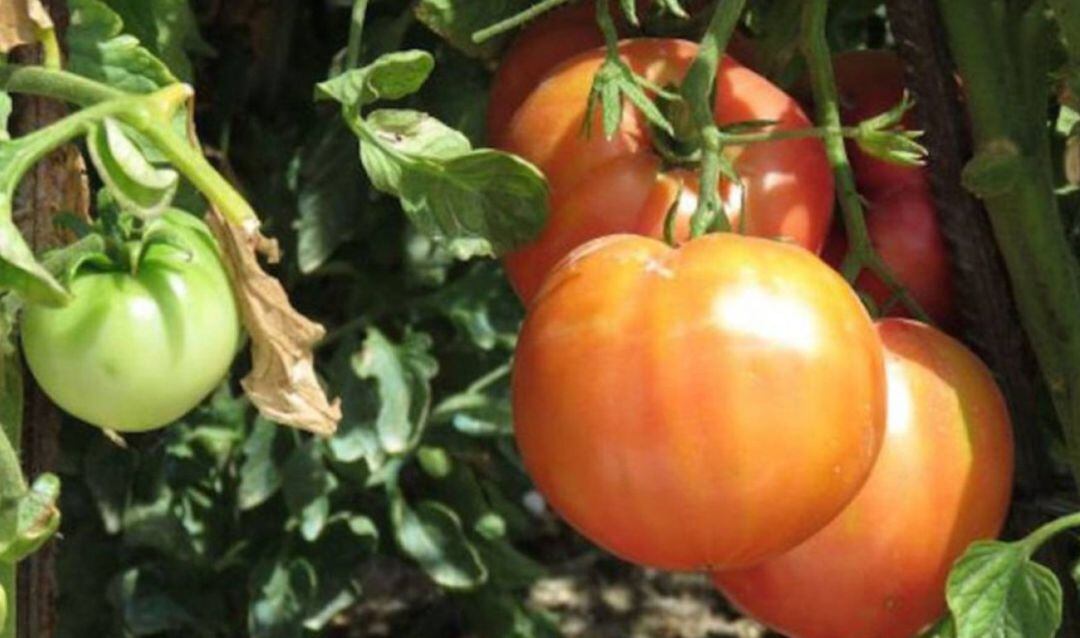 En unas dos semanas comenzará la campaña del tomate en Extremadura