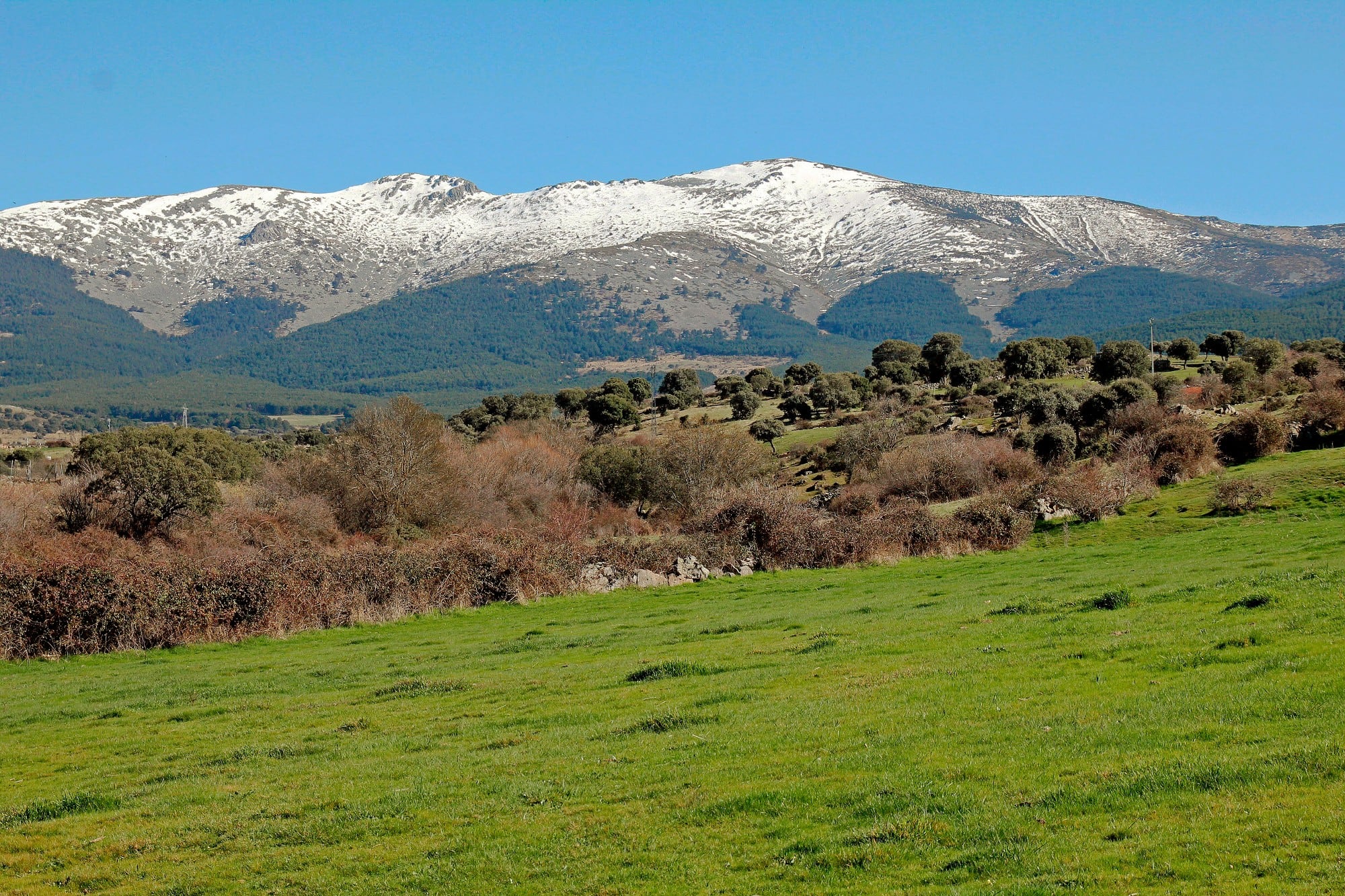 Pastos en la Sierra de Guadarrama (Segovia)