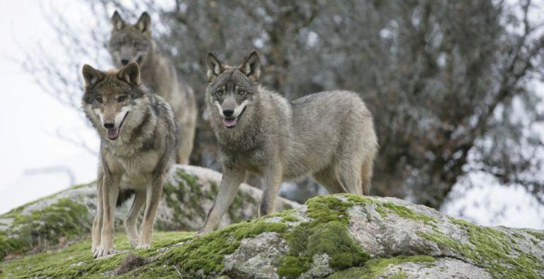 Tres ejemplares de lobo ibérico. 