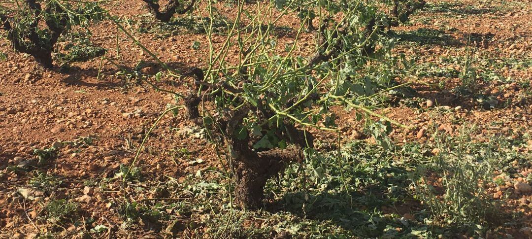 Imagen de archivo de un campo afectado por el pedrisco en Albacete