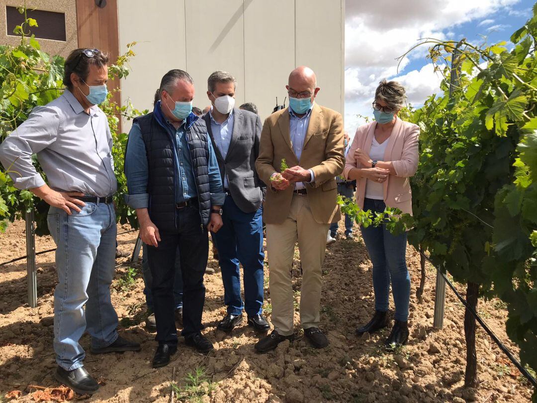 Jesús Julio Carnero ha comprobado la evolución del viñedo en la D.O. Rueda