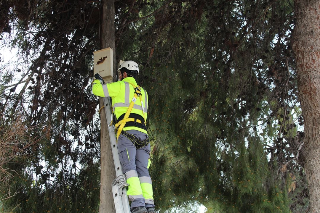 Colocando las cajas para murciélagos