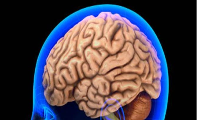 El cerebro humano se diferencia por sexos a partir de los 13 años