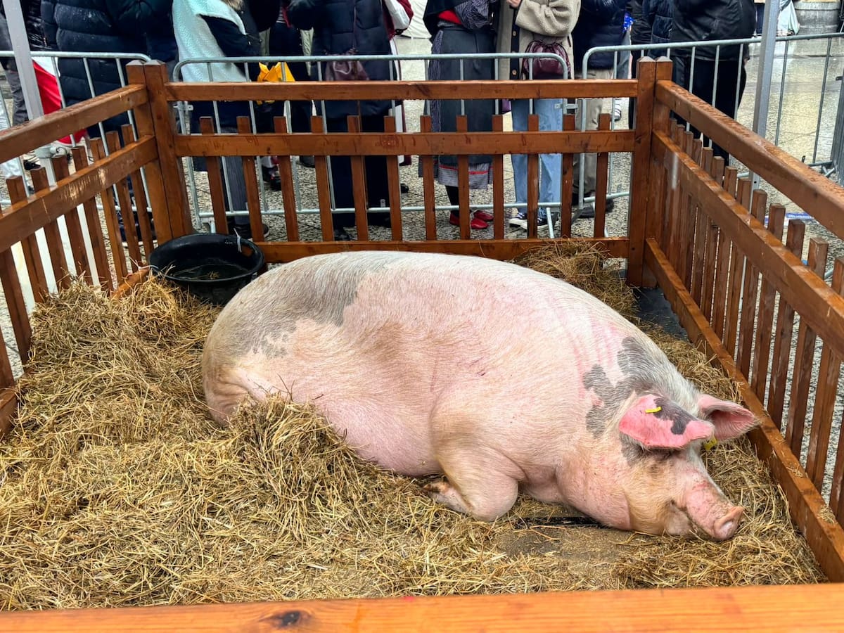 La cerda Poxpolin y los productos del caserío ponen la nota de color al día de Santo Tomás