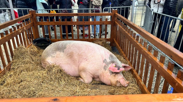 La cerda Poxpolin y los productos del caserío ponen la nota de color al día de Santo Tomás