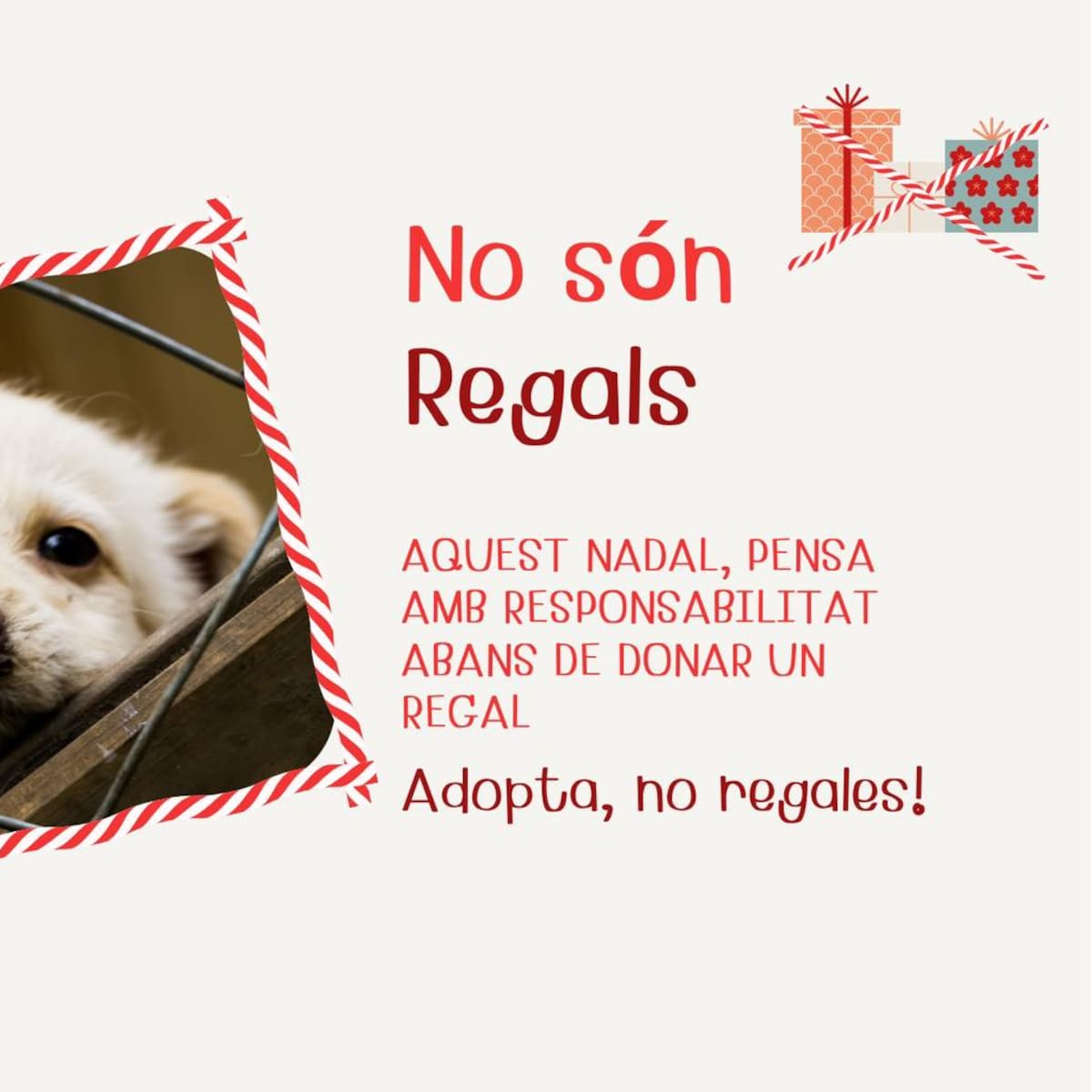 "Adopta, no regales": la campaña de concienciación sobre el bienestar animal