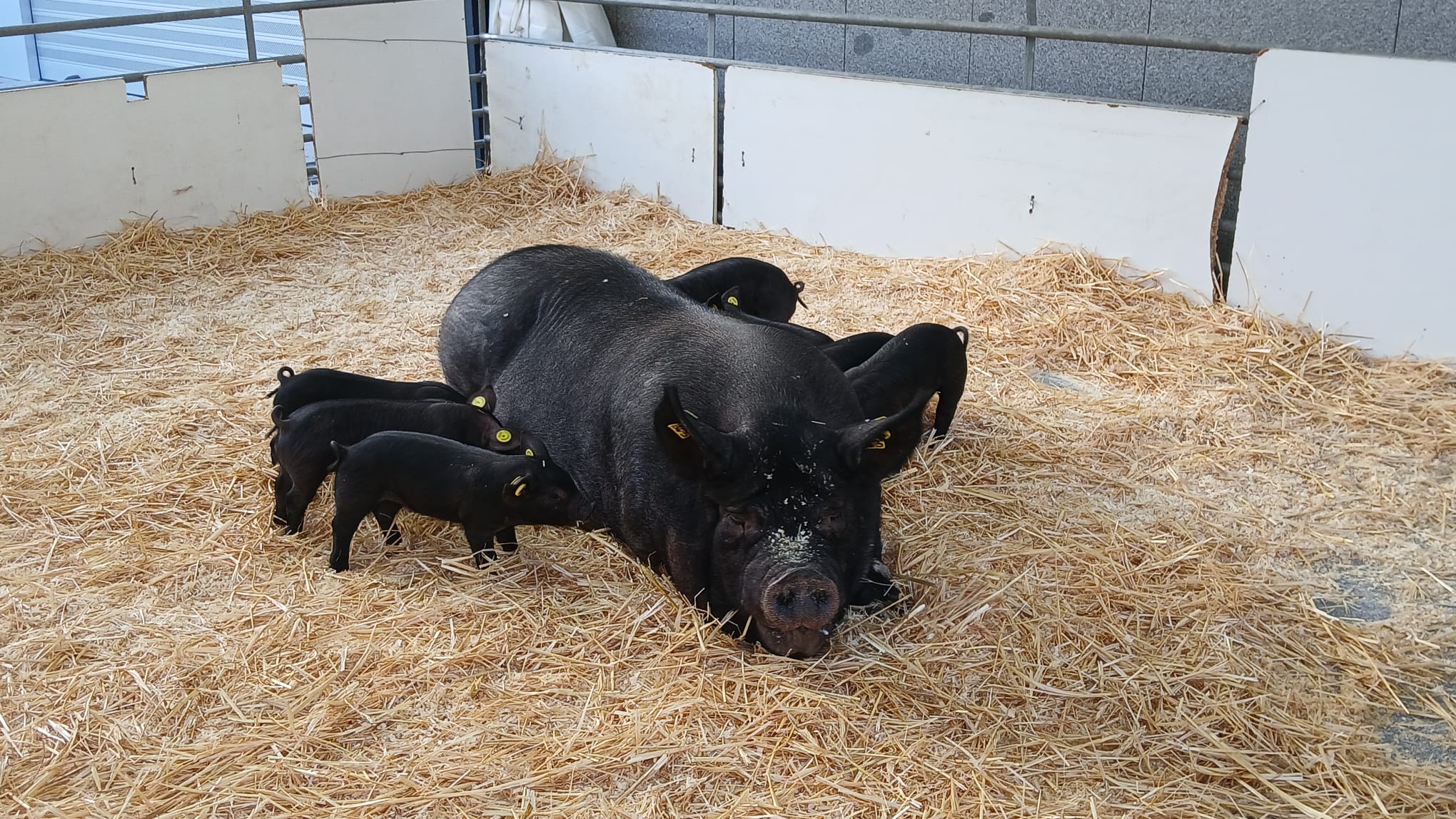 Chato murciano en SEPOR