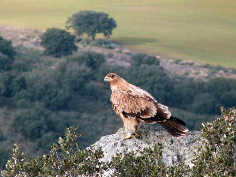 Águila Imperial Ibérica en el parque de Cabañeros