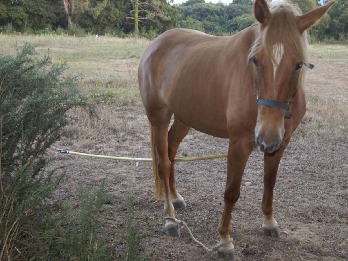 Caballos atados y con sus patas inmovilizadas en Arteixo