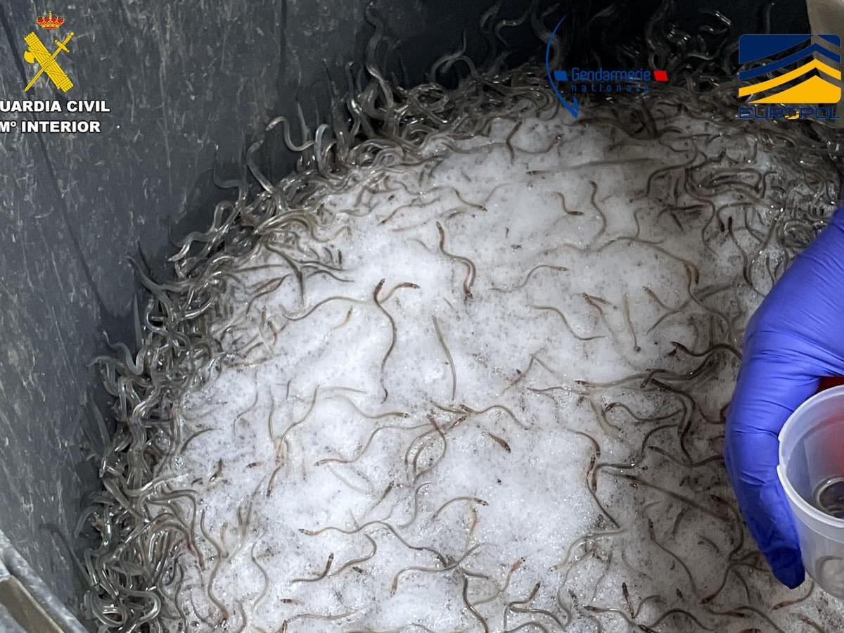 Diez detenidos en Gipuzkoa y el sur de Francia por tráfico ilegal de angula europea