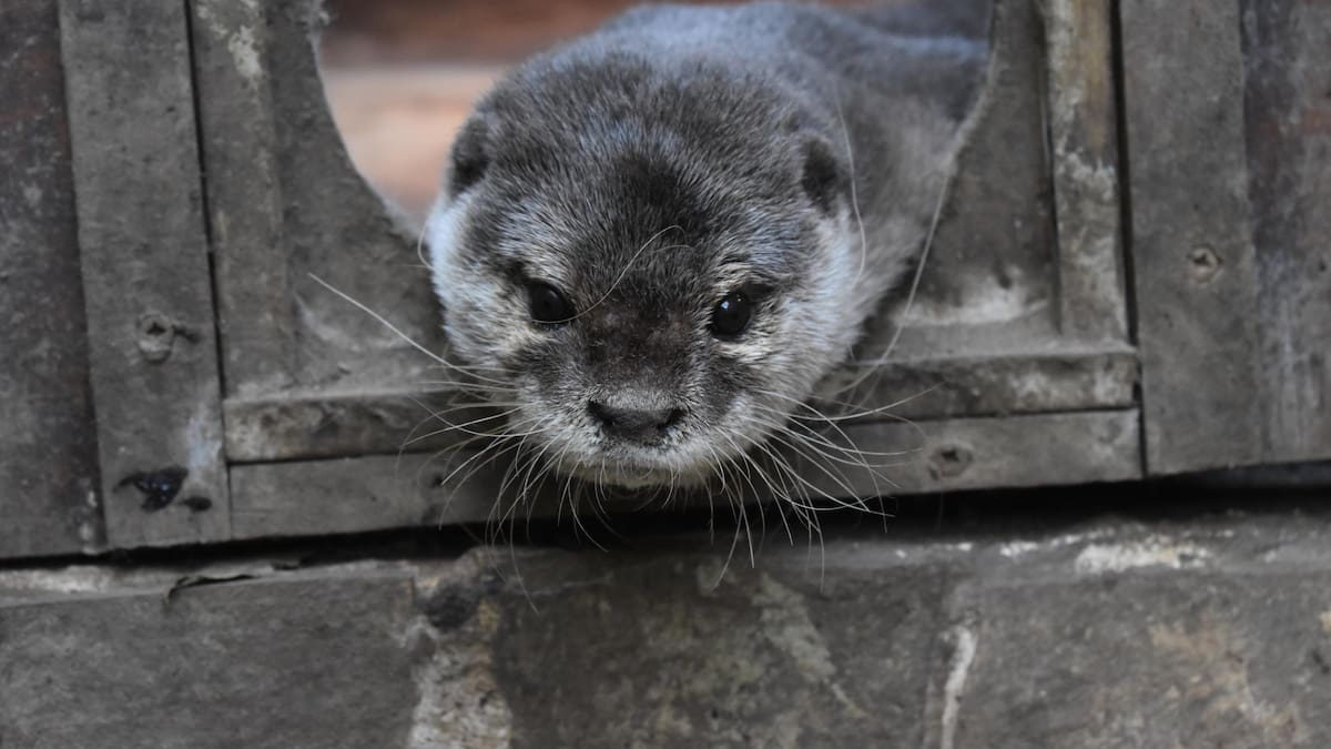 Las primeras imágenes de las dos crías de nutria nacidas en Liérganes que han conquistado a los visitantes