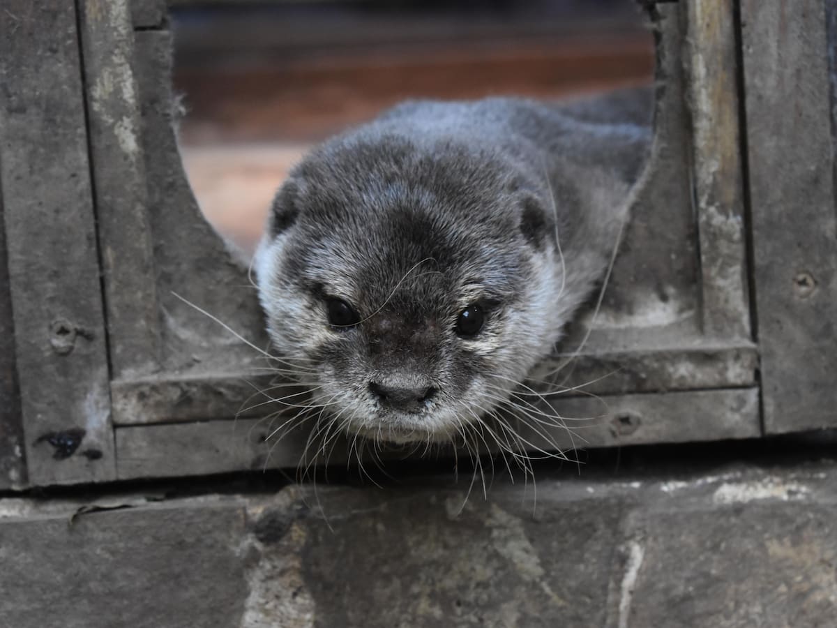 Las primeras imágenes de las dos crías de nutria nacidas en Liérganes que han conquistado a los visitantes