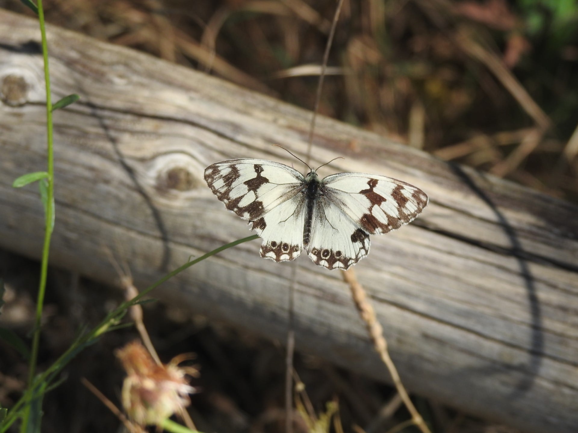 Mariposa diurna / Imagen de archivo ADEL Sierra Norte