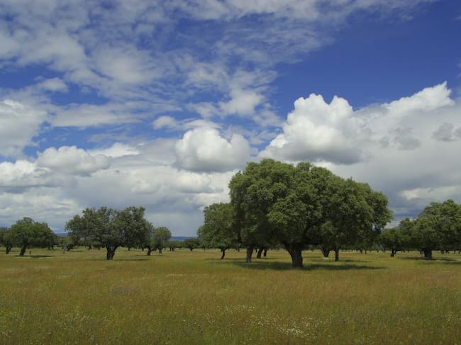 Dehesa extremeña
