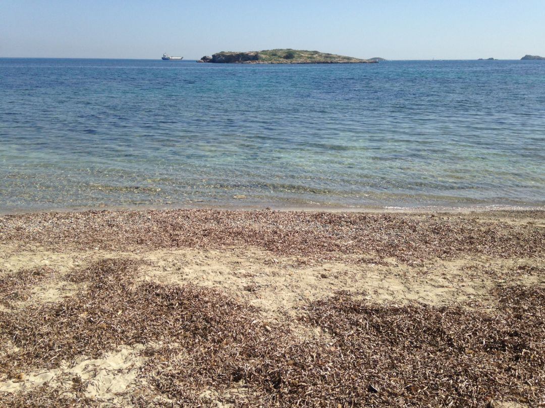 Imagen de archivo de la posidonia en una playa de Ibiza