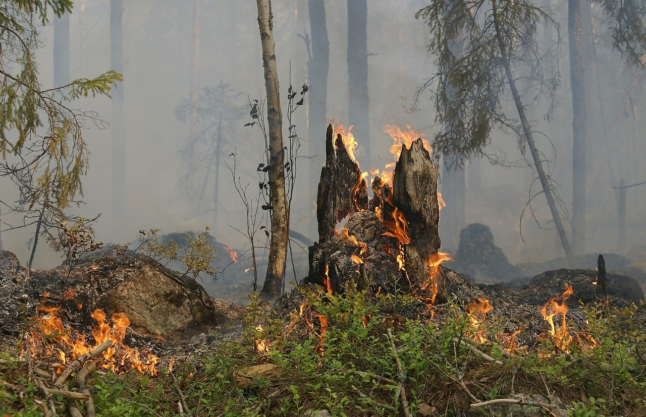 Incendio forestal. Archivo