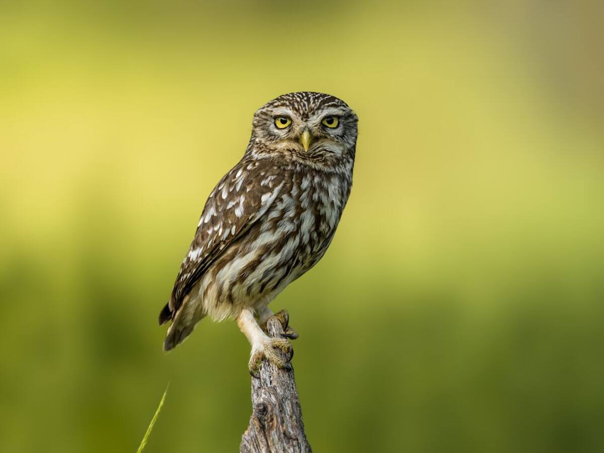 Los animales y las personas, viejos amigos