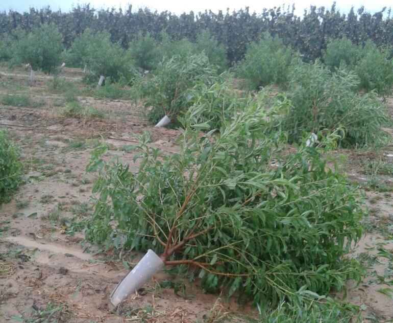 La tormenta del viernes dañó gravemente también a los frutales.