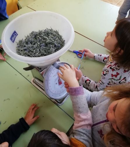 Taller de saquitos de lavanda con el espliego del huerto.