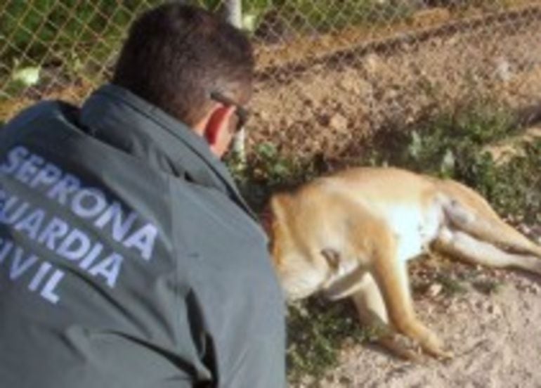 Un agente atiende a un perro