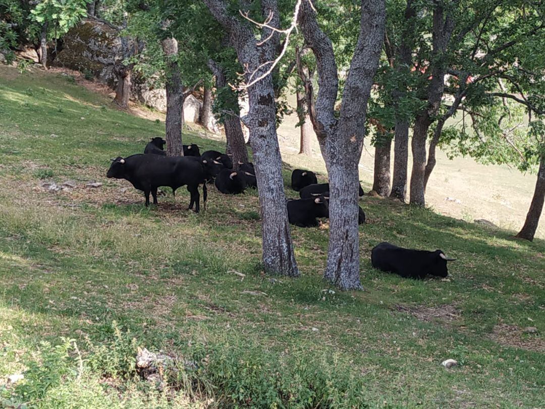 Novillos de San Juan 2019