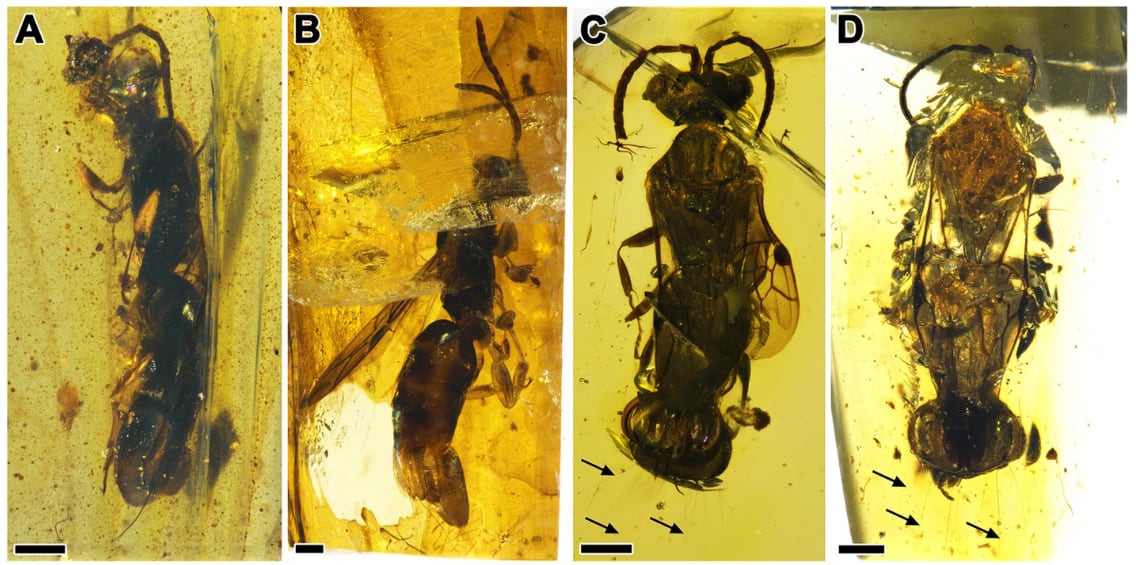 La avispa atrapada en ámbar. BMC Biology.