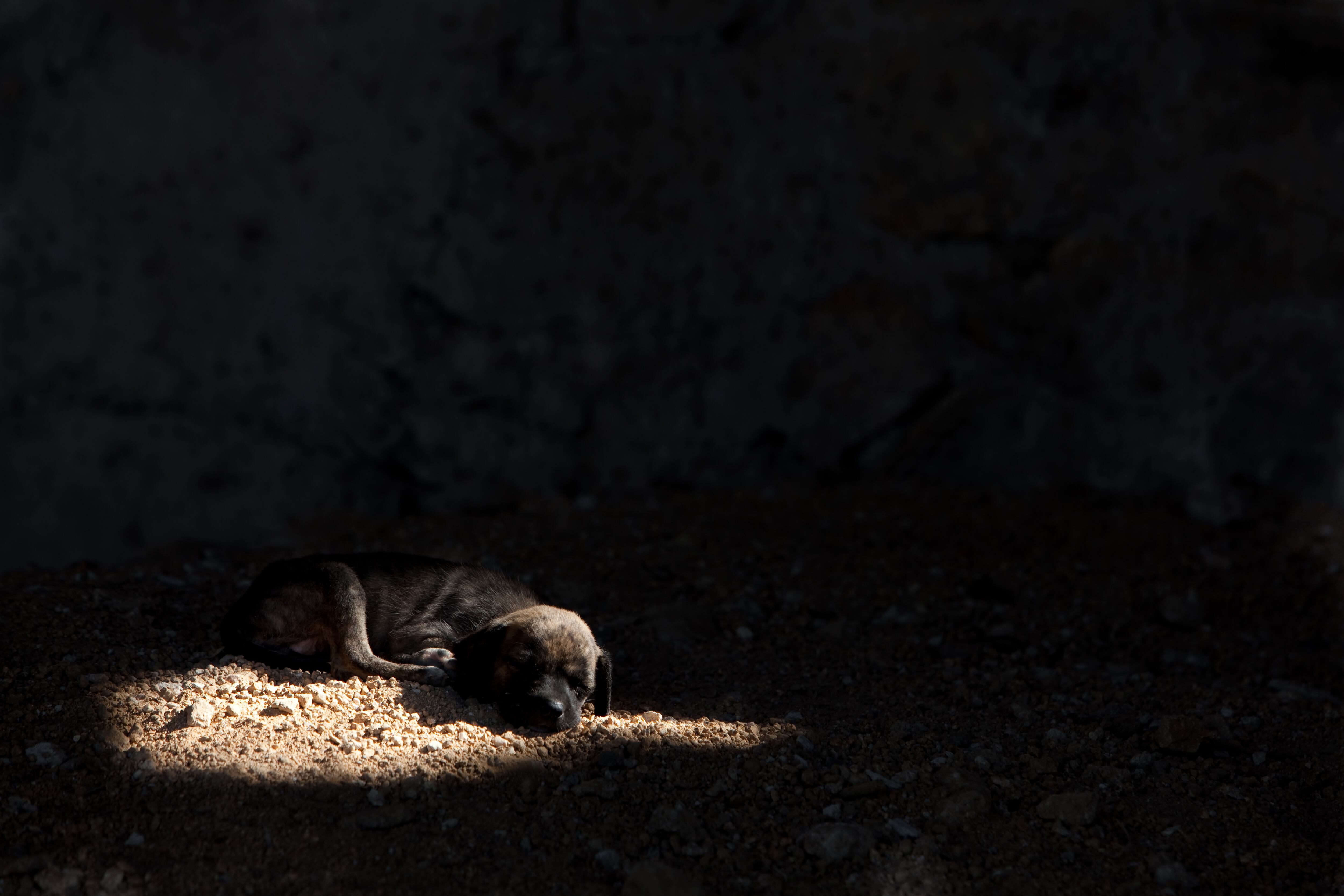 Detenida una persona y otra investigada por tener 38 perros y seis cachorros en malas condiciones. Imagen de archivo.