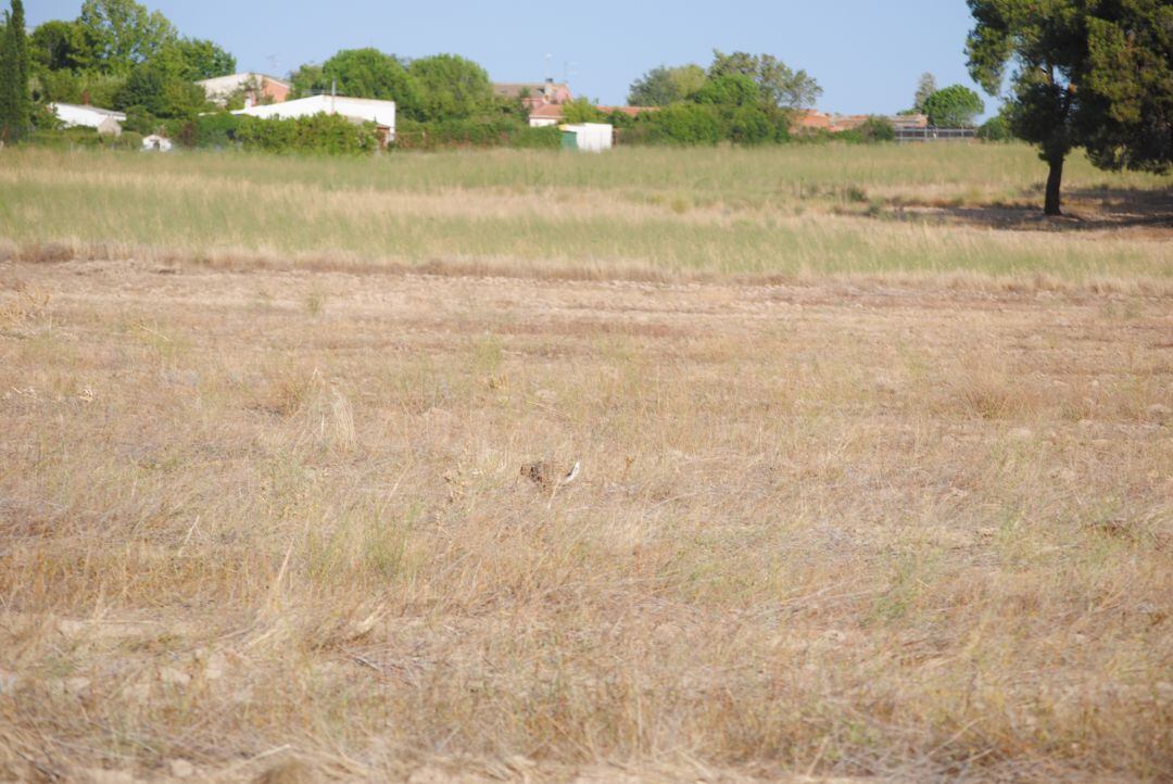 Instantánea de una liebre corriendo por el campo