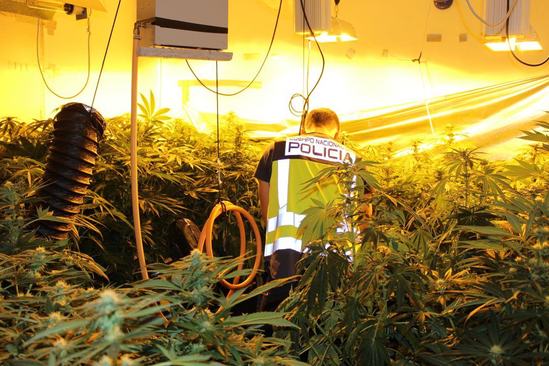 Laboratorio de marihuana desmantelado en Gandia 