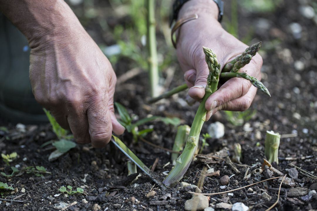 Se necesita personal para las campañas como la del espárrago verde