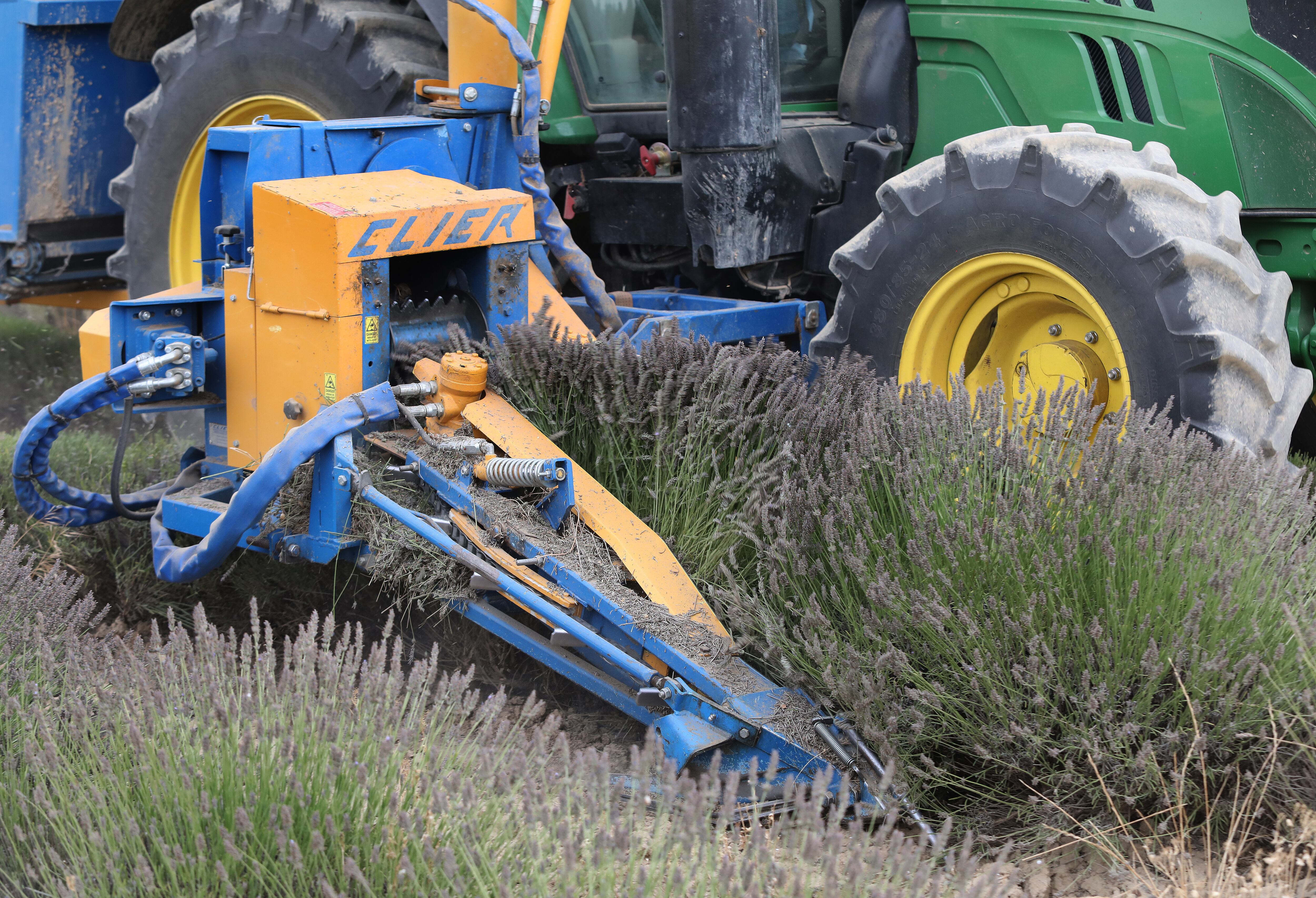 Cosecha y transformación de Lavandín en PalenciaUn momento de la cosecha de lavandín en un terreno cercano a Palencia