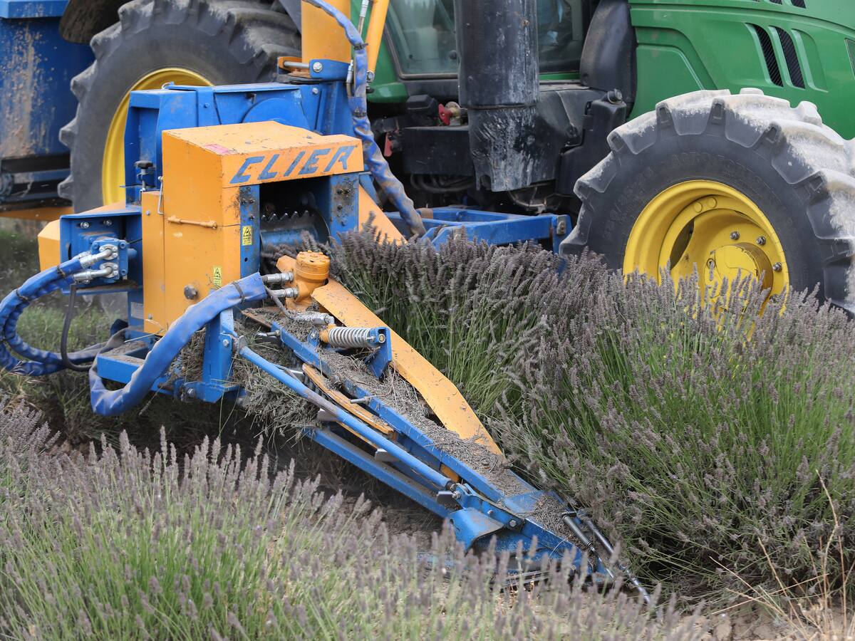 La sequía y el calor reduce en más del 20% la producción de aceites esenciales de lavanda y lavandín en Palencia