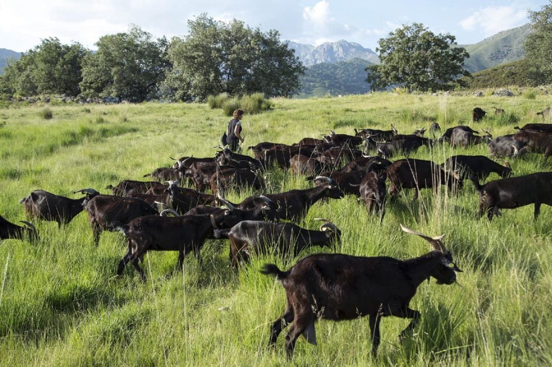 Rebaño de cabras de la variedad &#039;verata&#039; en el sur de la provincia