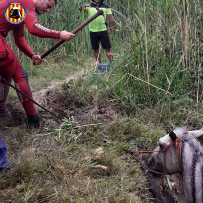 Trabajos de rescate del caballo caído dentro del marjal