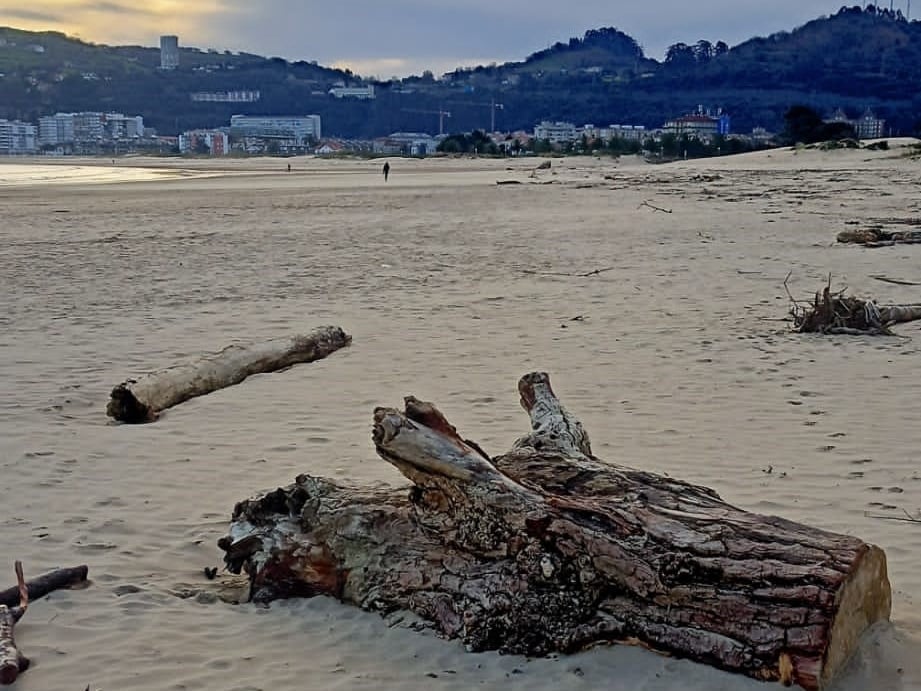 Las playa Salvé acumula troncos de gran tamaño.