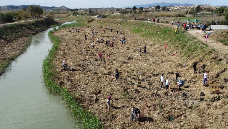 Más de cien personas plantan árboles y arbustos en el río Segura a su paso por Ceutí