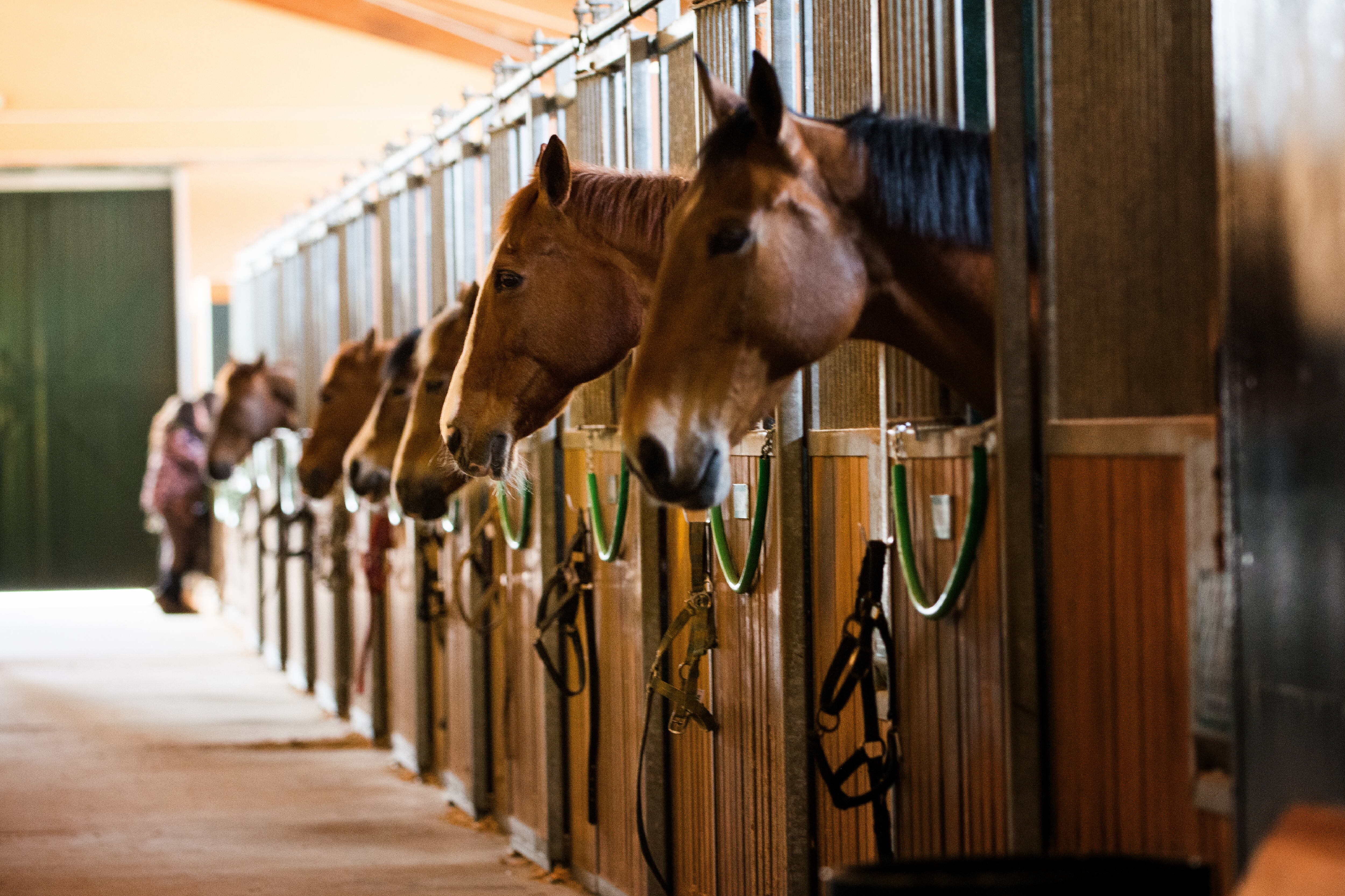 El llamado &#039;Hotel de Caballos&#039; junto a La Cartuja de Miraflores tiene abierto un expediente de sanción por funcionar sin licencia