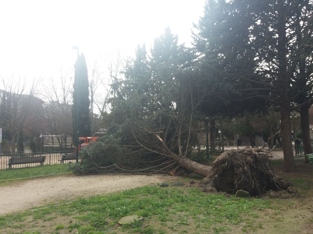 Árbol caído en el parque de los Paseos de San Francisco de Cuéllar