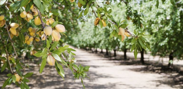 Finca de almendros