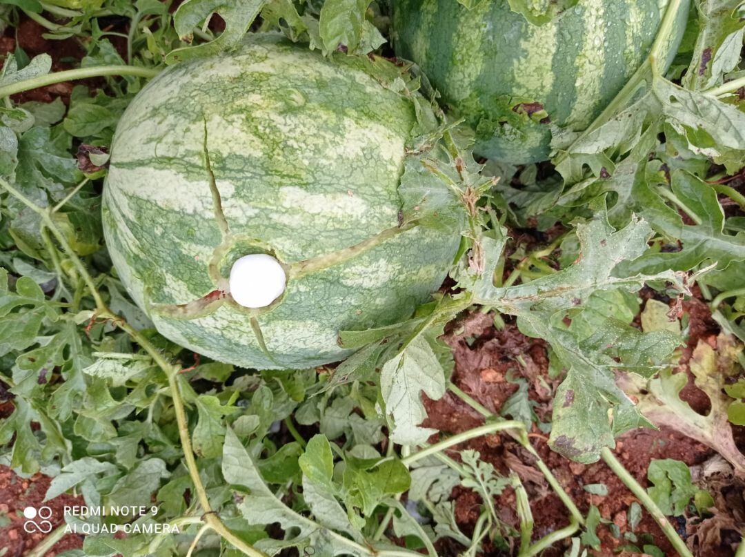 Campo de cultivo de sandía en Benicarló afectado por el granizo del sábado 