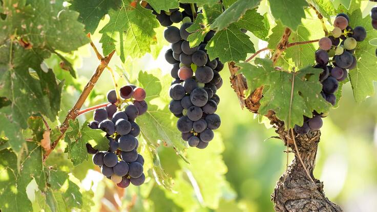 Entrevista al profesor de la UPV, Raúl Compés, sobre el futuro del sector vitivinícola valenciano