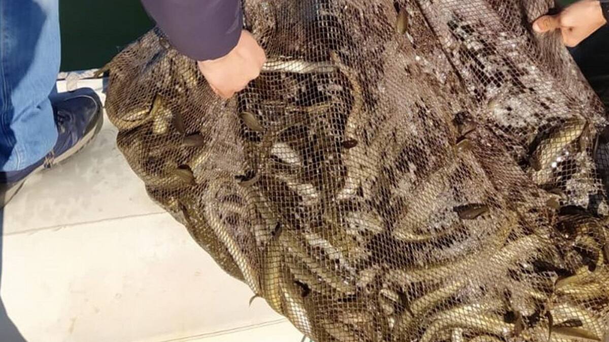 La Guardia Civil investiga a cuatro pescadores por la captura de anguilas en el Mar Menor