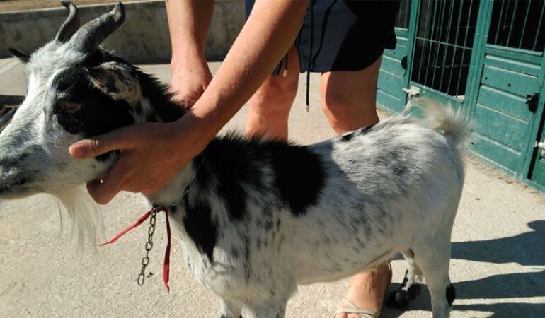 La Policia Local encuentra una cabra en el maletero de un coche.