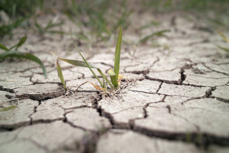 La sequía en Aragón preocupa a los agricultores