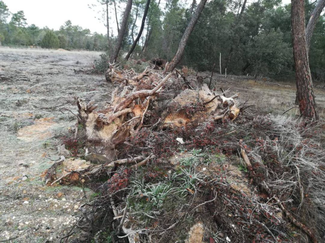 Los paseantes se encuentran con frecuencia pinos derribados y masa vegetal seca obstaculizando sus recorridos 