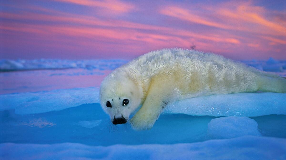 Llega a Ibiza la muestra 'Colores del mundo', con 42 instantáneas de fotógrafos de National Geographic