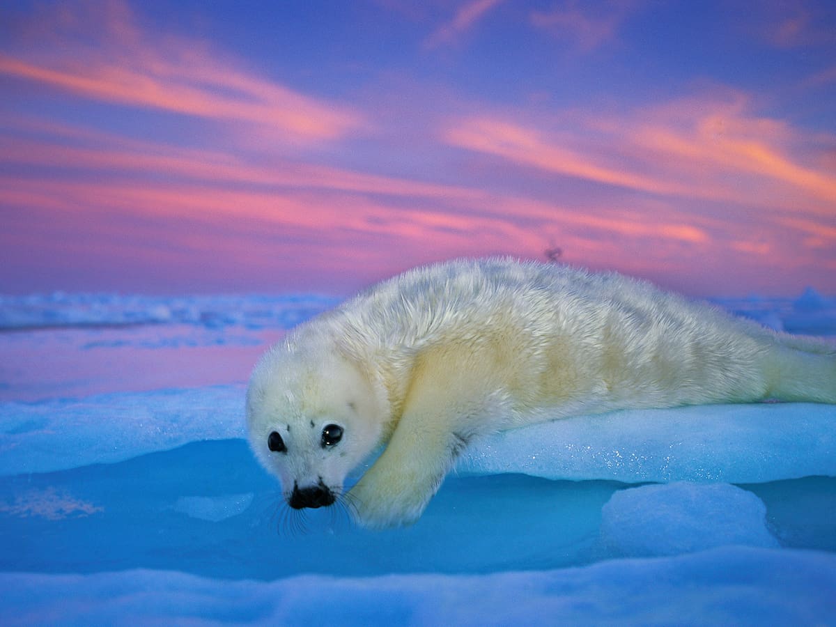 Llega a Ibiza la muestra 'Colores del mundo', con 42 instantáneas de fotógrafos de National Geographic