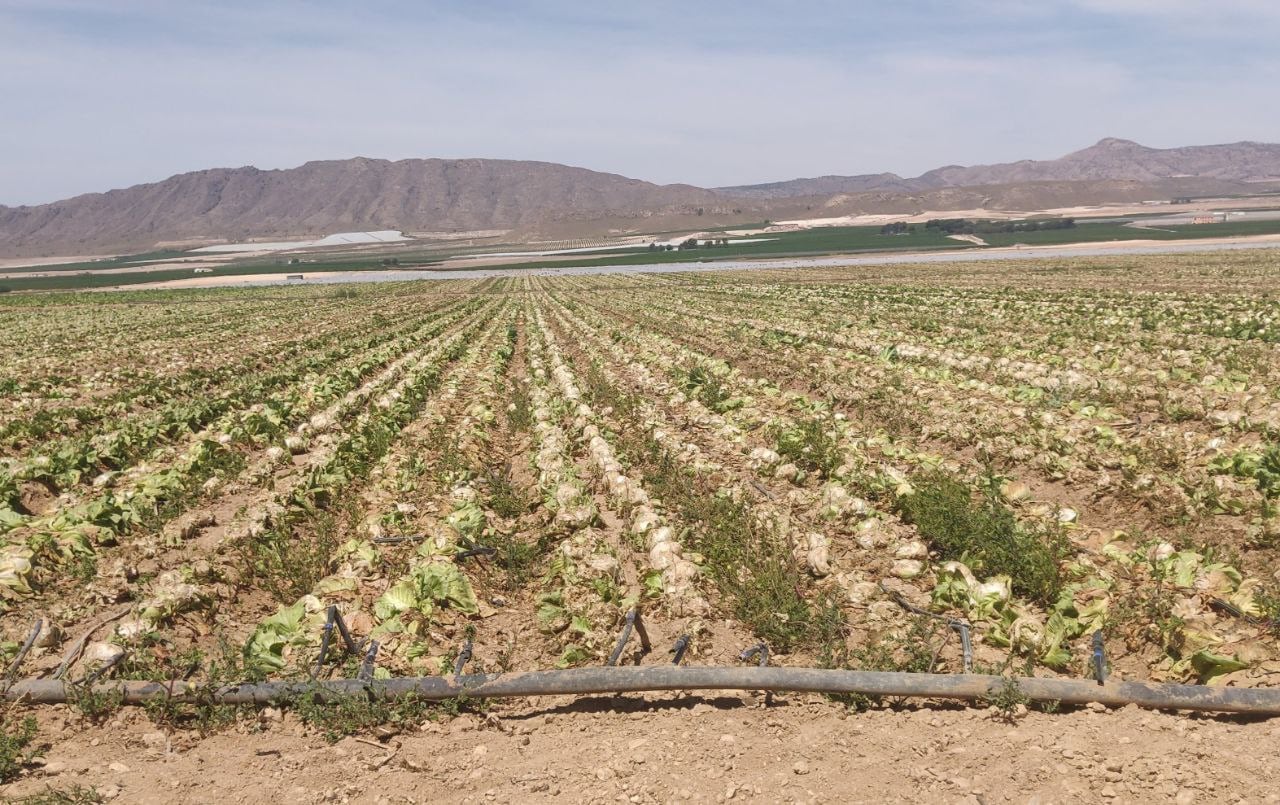 Lechugas abandonadas Jumilla Mayo 2023