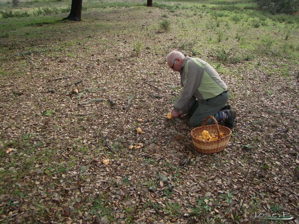 José Becerra recolectando setas