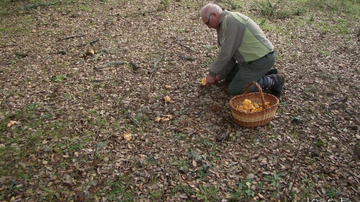 José Becerra: "Recomendaría que se recolecten las setas que se conozcan bien y consultar a expertos"